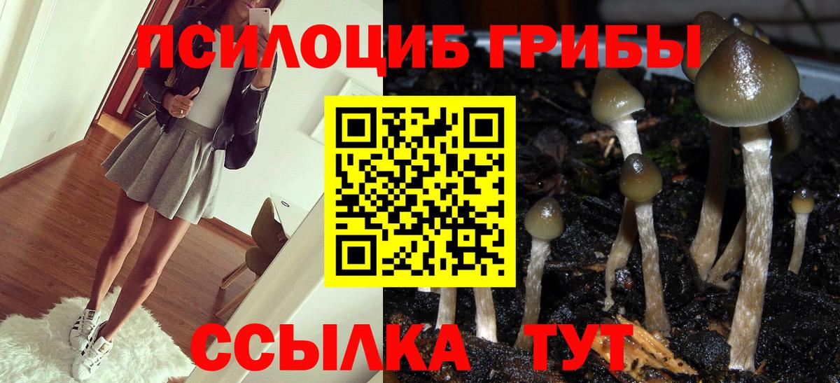 Галлюциногенные грибы Psilocybine cubensis Горно-Алтайск